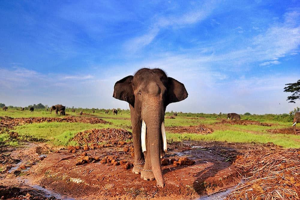 Bermain Bersama Gajah di Taman Nasional Way Kambas