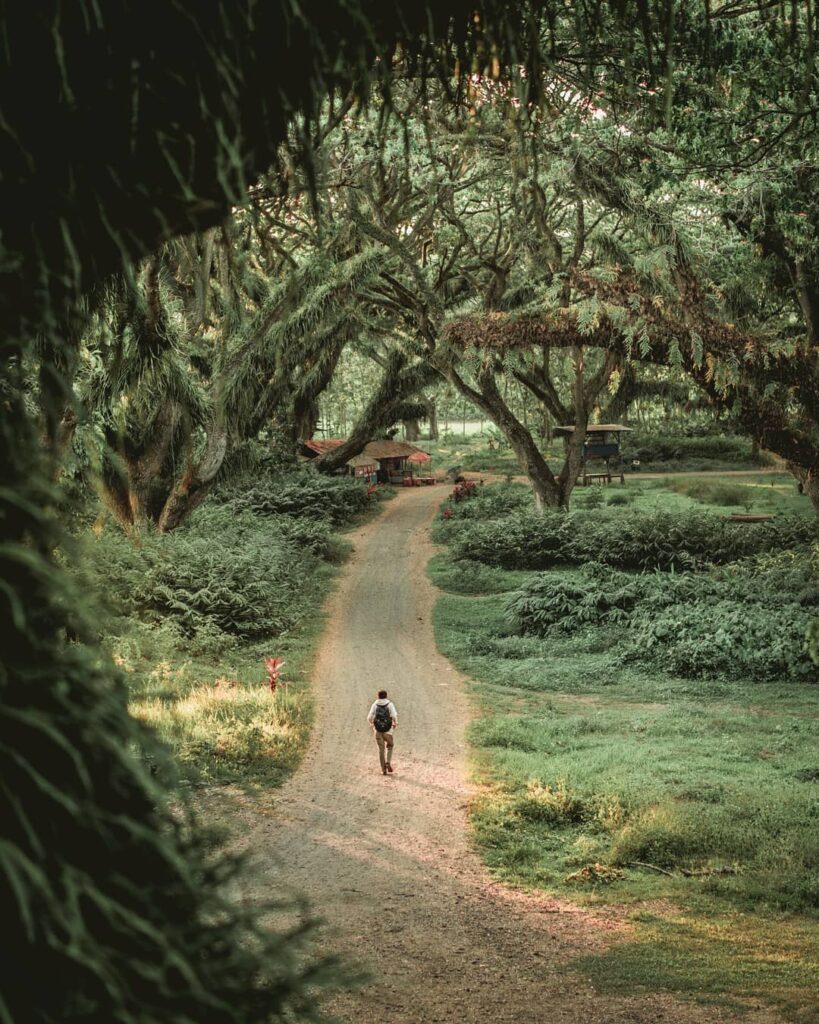 Berjalan Santai di Hutan de Djawatan (sumber: @refaann_ on Instagram)