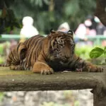 Harimau Sumatera, Satwa yang ada di Kebun Binatang Ragunan (Sumber: @ragunanzoo on Instagram)