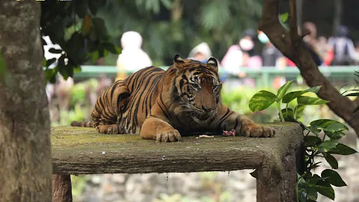 Harimau Sumatera, Satwa yang ada di Kebun Binatang Ragunan (Sumber: @ragunanzoo on Instagram)