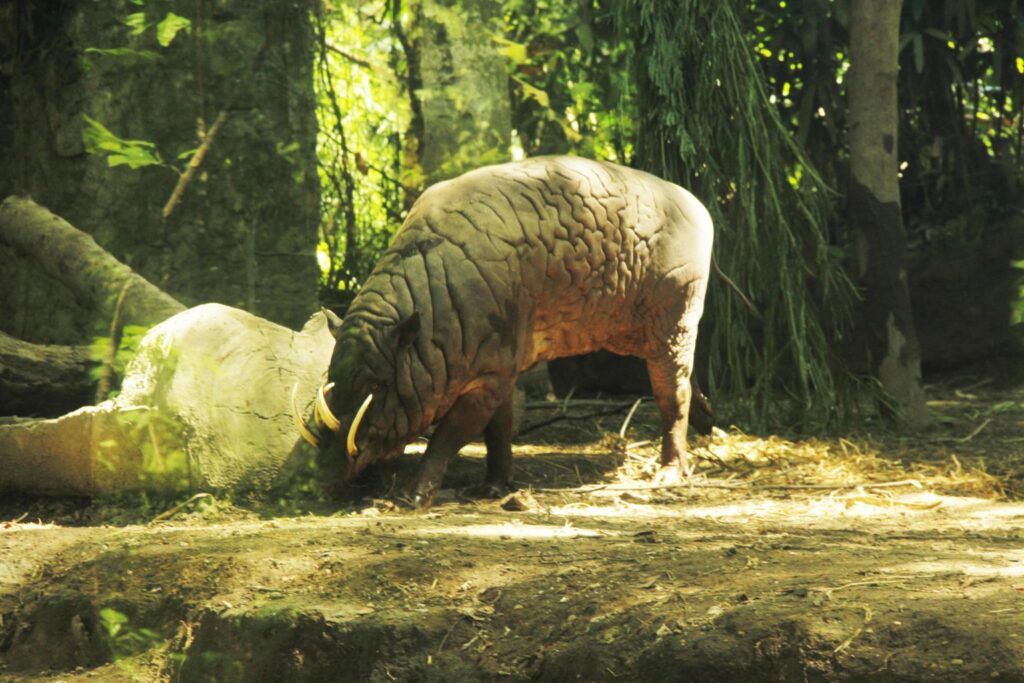 Babirusa merupakan salah satu fauna langka yang hidup di Indonesia
